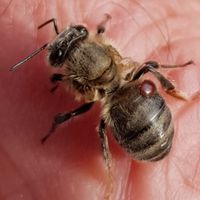 Varroa Milbe auf Biene